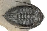 3" Zlichovaspis Trilobite With Two Reedops - Morocco - #198135-2